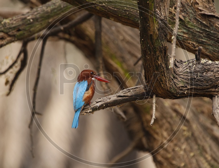 Blue Kingfisher Bird in the Zoo