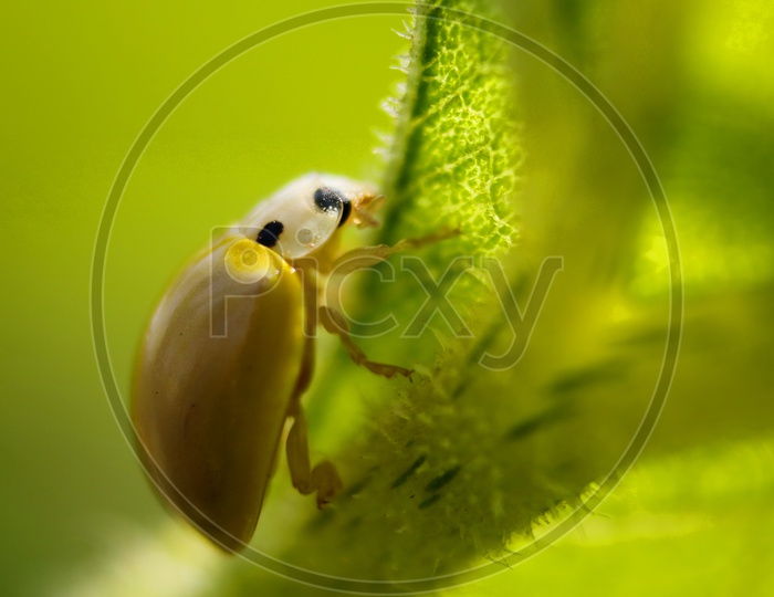 yellow spotless ladybird beetle