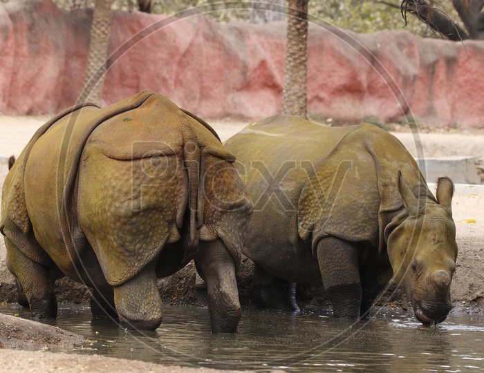 Hippopotamus/Hippo in the Zoo