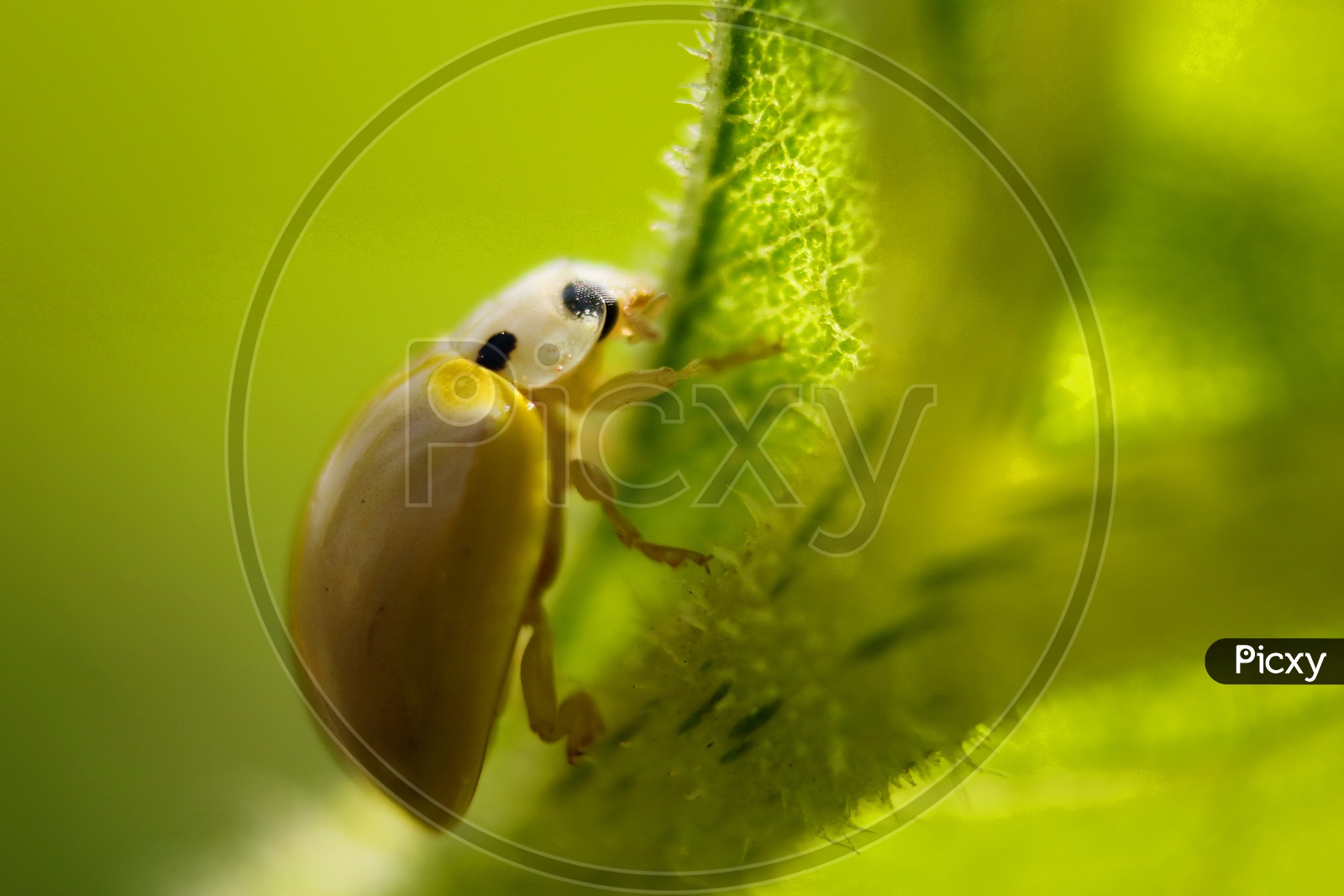 yellow spotless ladybird beetle