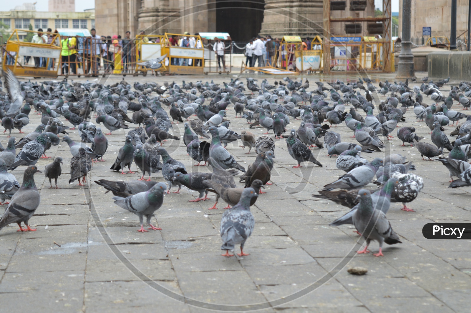 pigeons at gateway of india