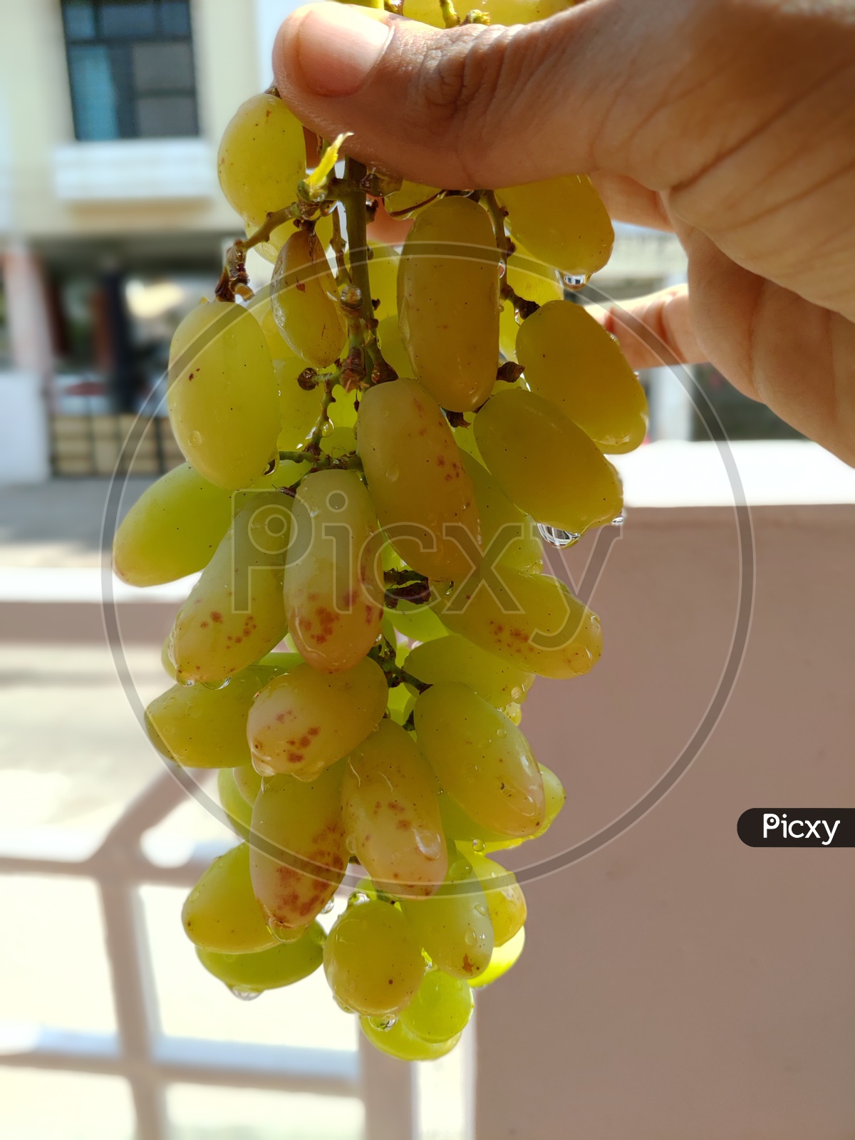 Summer special - Grape's