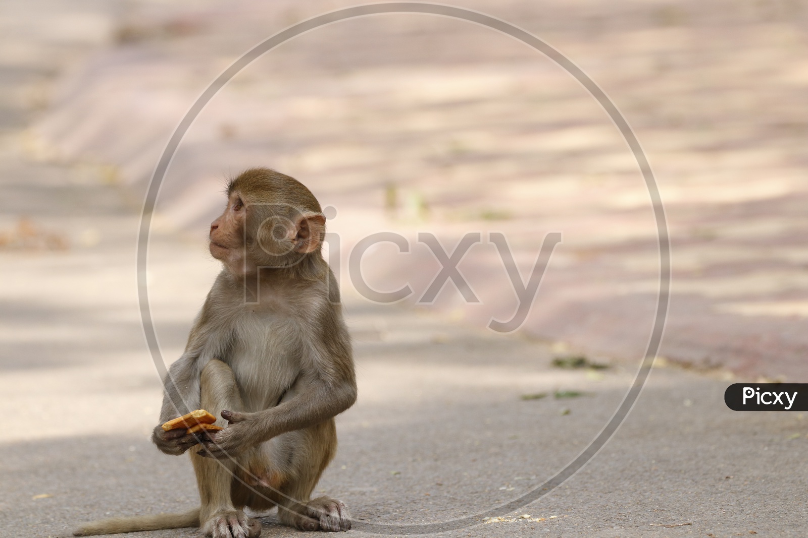 A monkey holding a biscuit