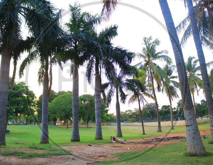 Palm trees in the park