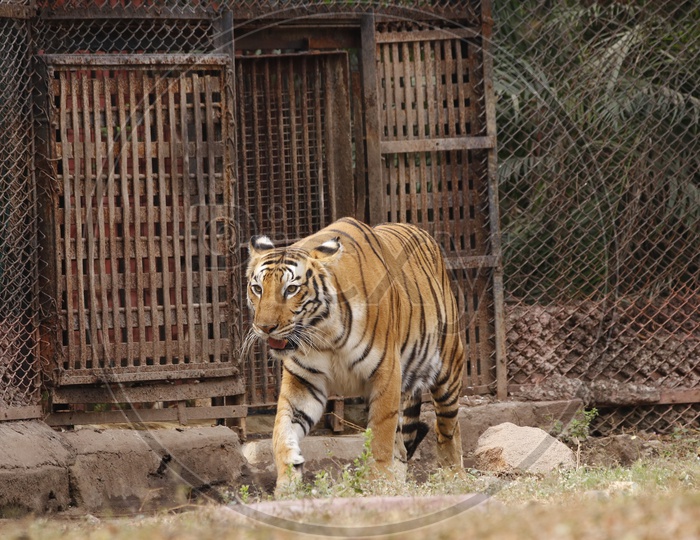 Tiger in the zoo - Wild Animal