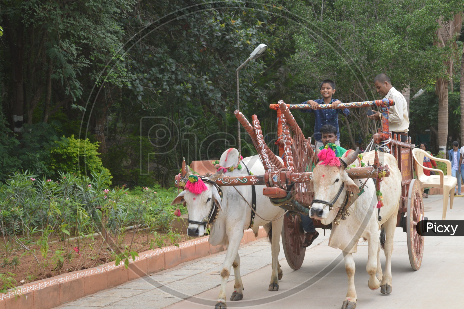 A bullock cart on the road