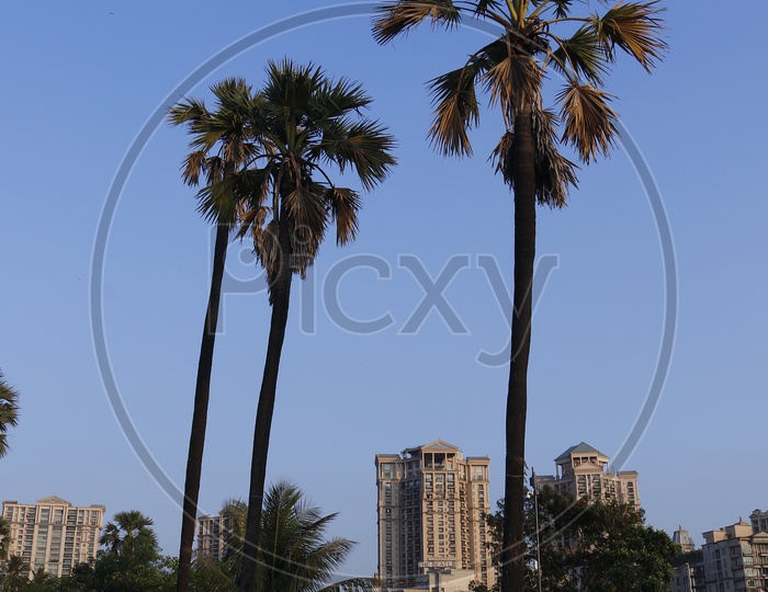 Palm treesin the Mumbai city