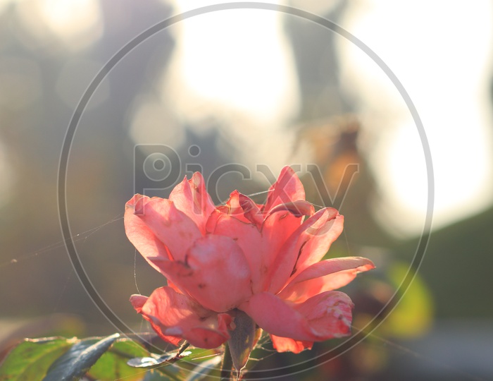 A light coloured rose