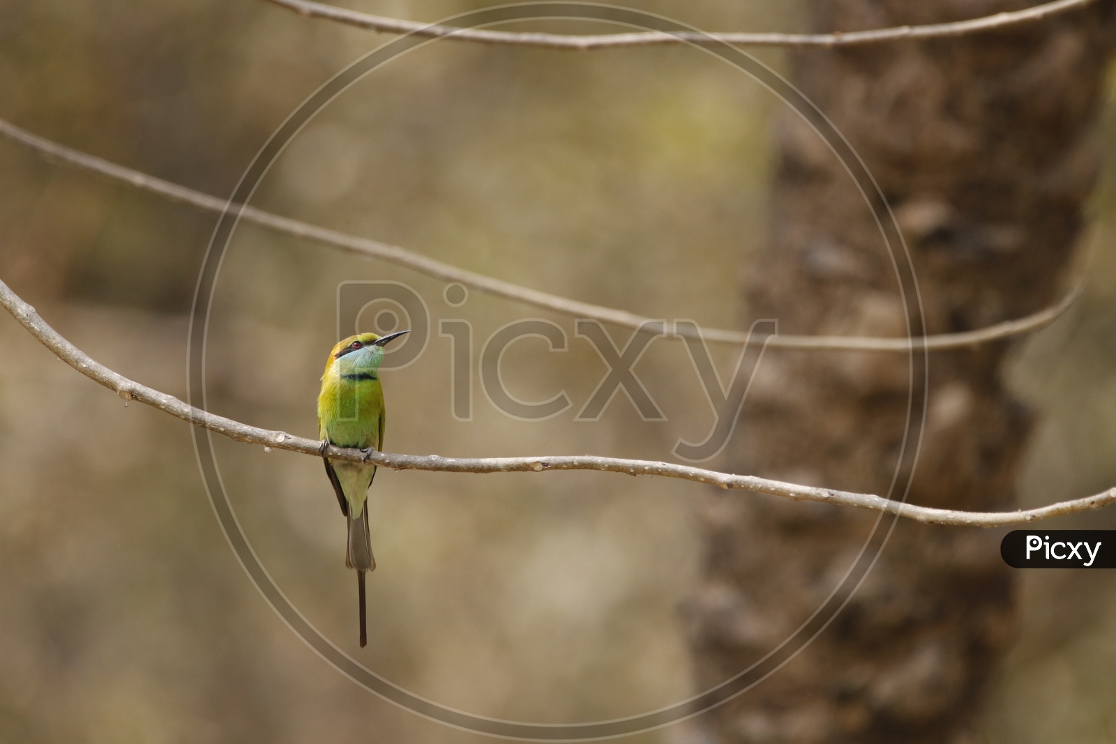Green Kingfisher Bird in the Zoo