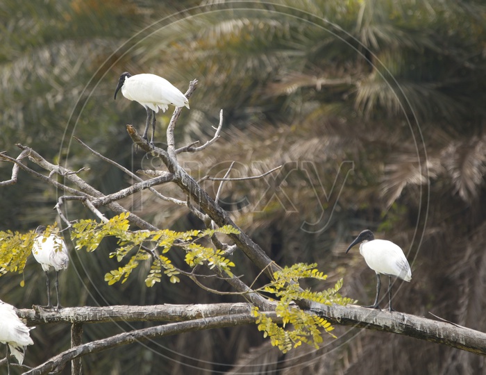 Bunch of Great egrets