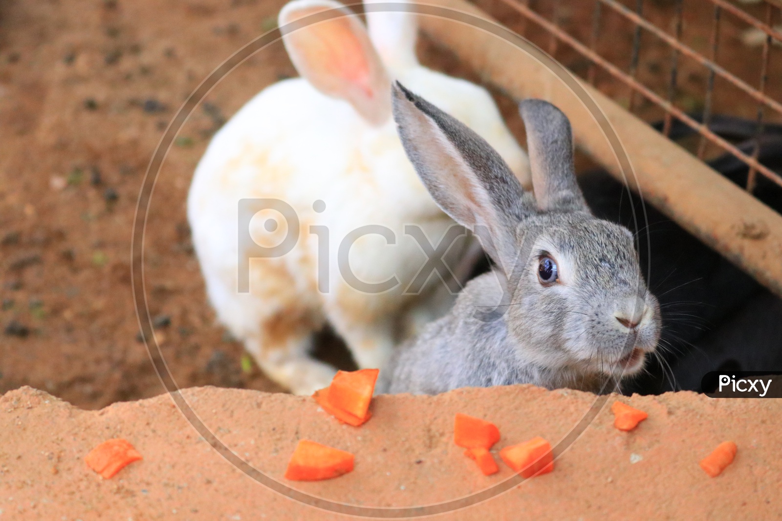 A grey rabbit fed with pieces of carrot