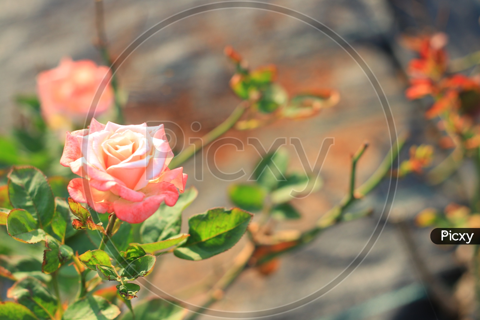 A rose flower