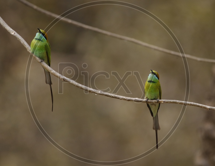 Green bea Eater birds