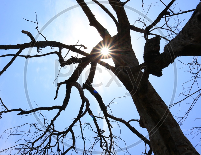 Sun star through tree branches