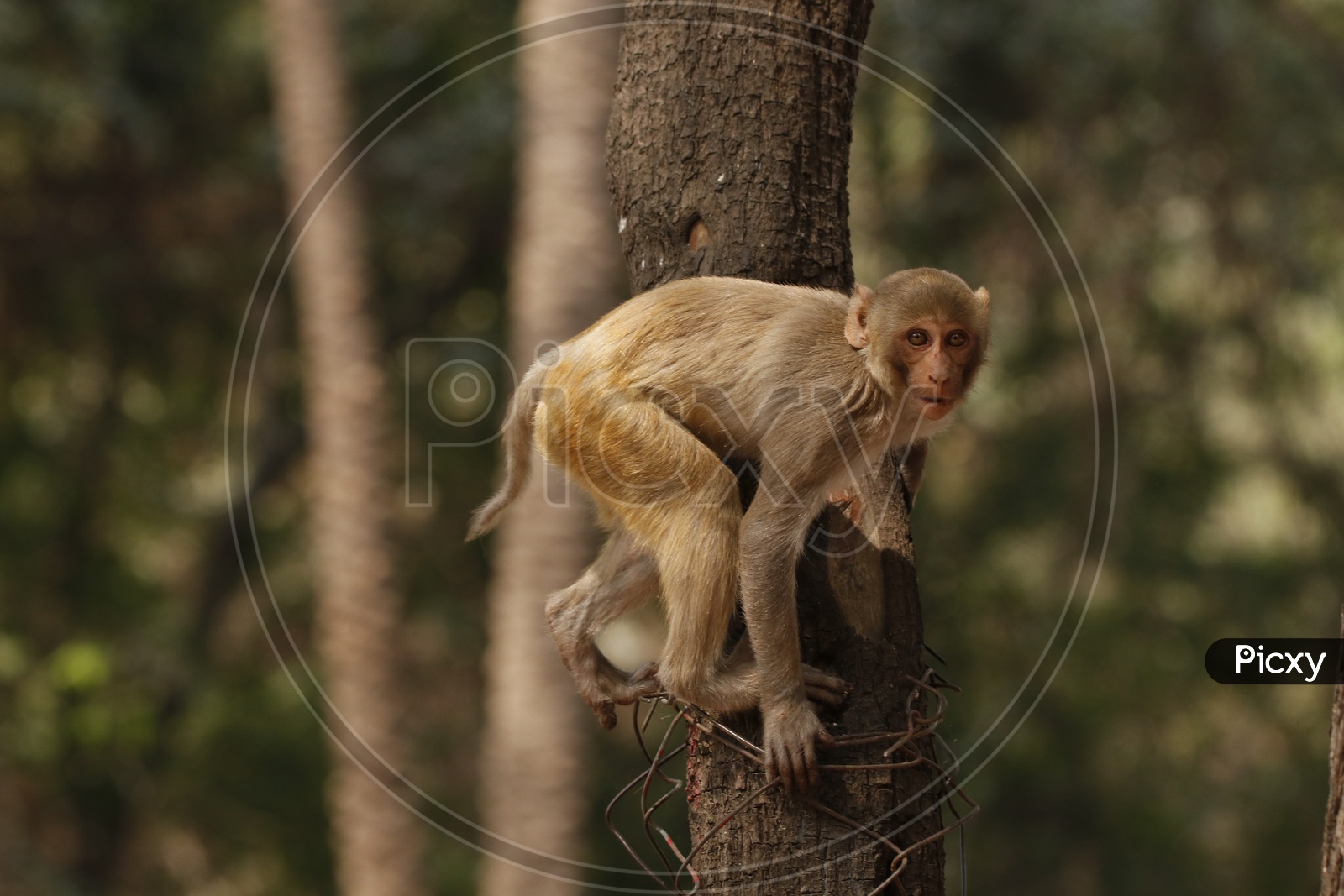 A monkey on a tree