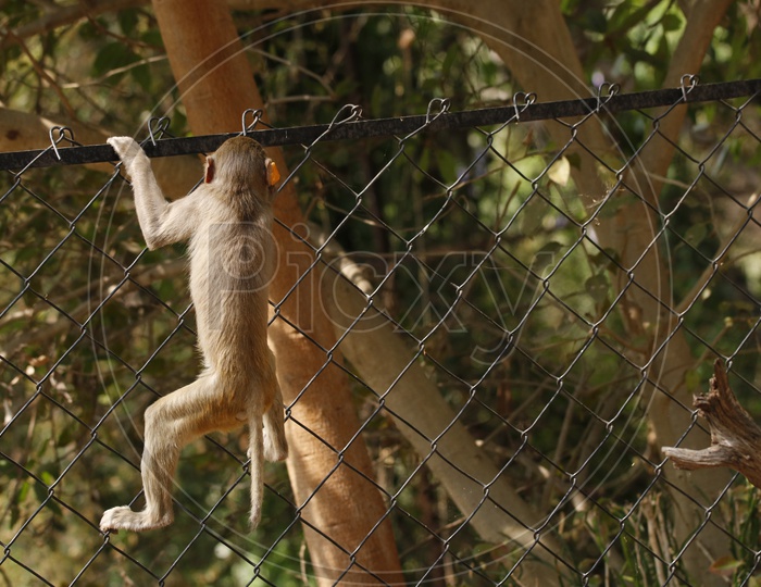 A monkey climbing the fence