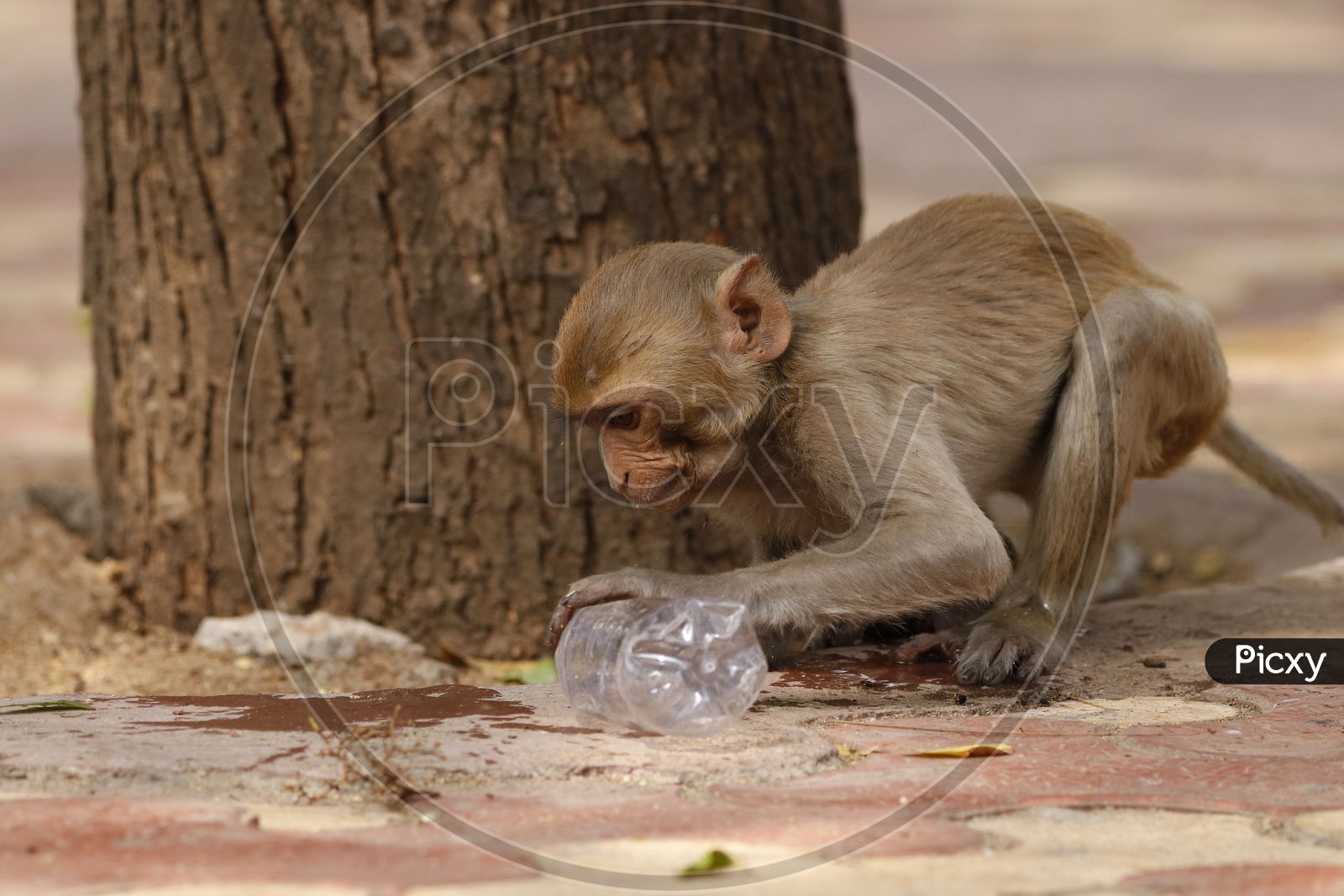 A monkey with plastic water bottle