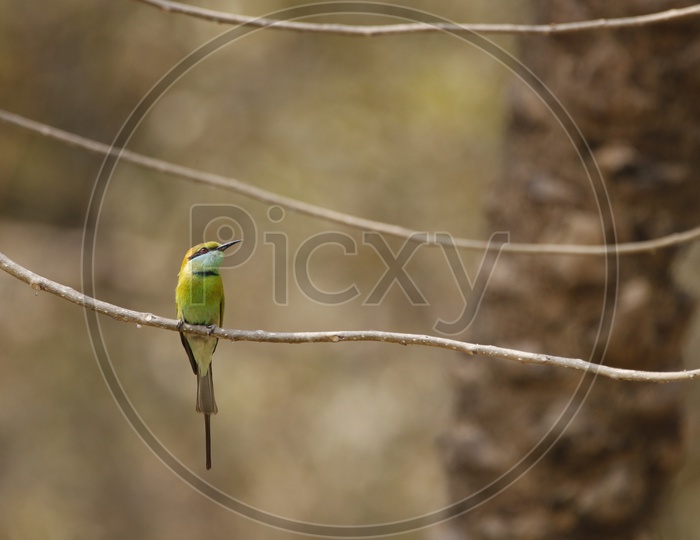 Green Kingfisher Bird in the Zoo