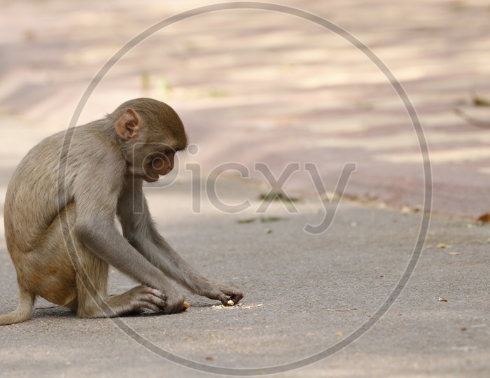 A monkey eating food on the road