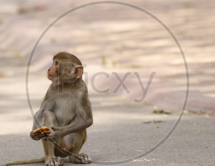 A monkey holding a biscuit
