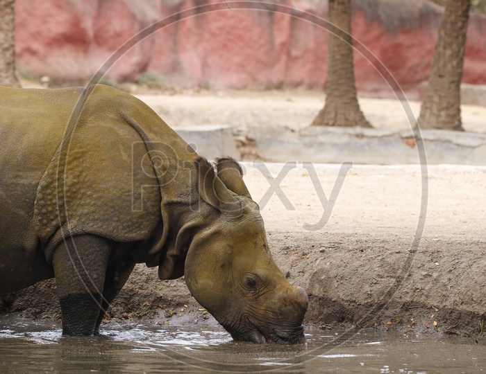 Hippopotamus/Hippo drinking water in the Zoo
