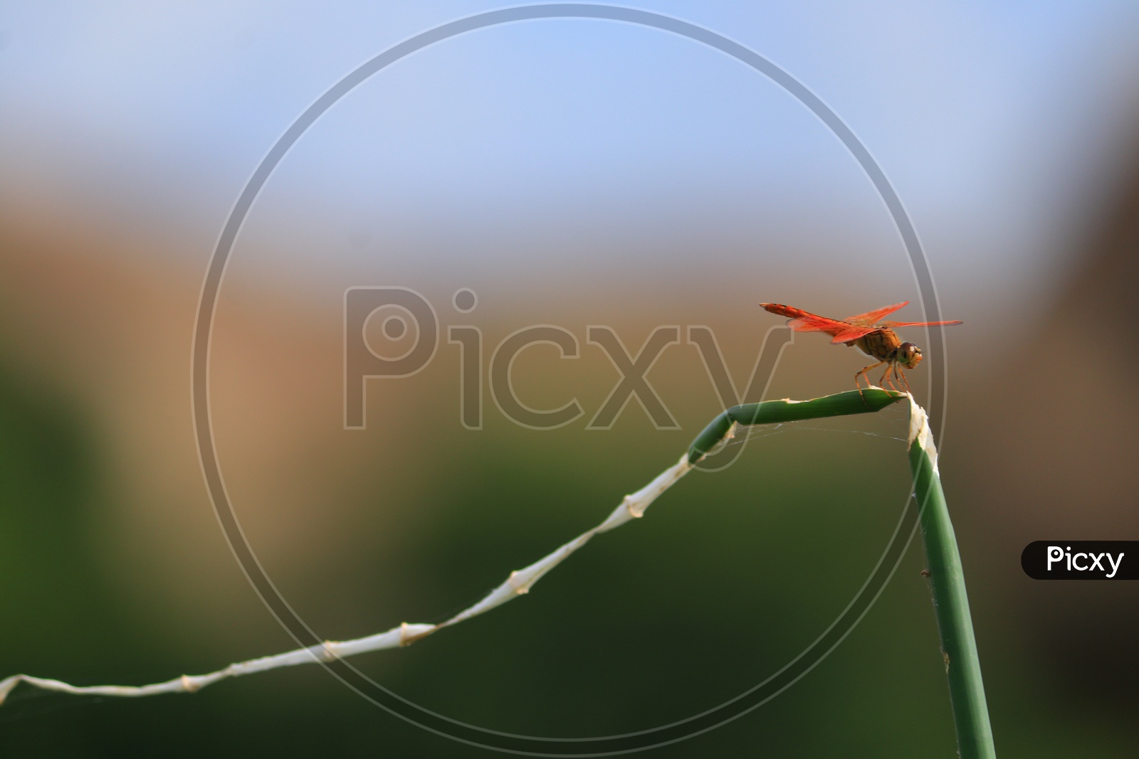 Orange dragon fly