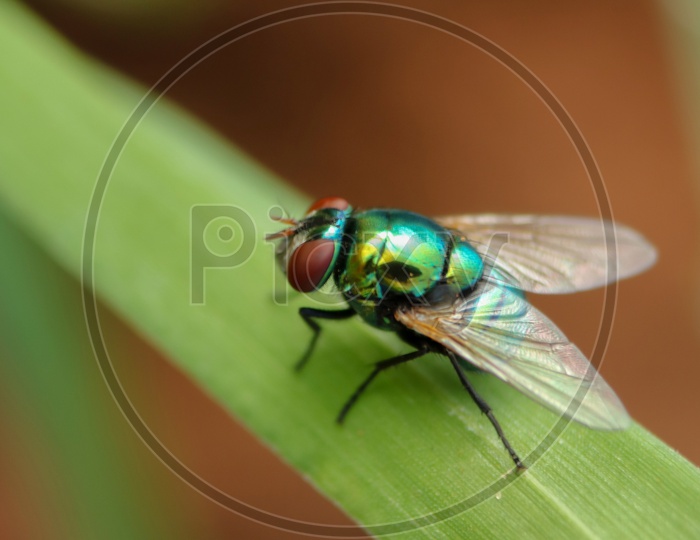 Green bottle fly