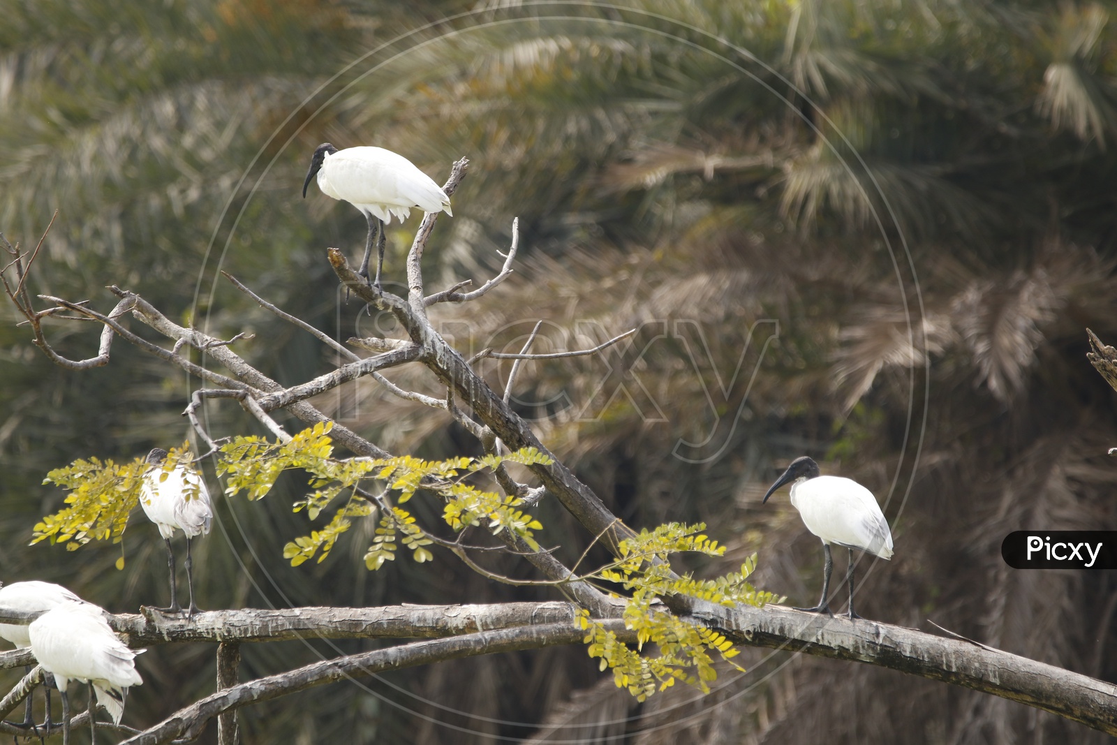 Bunch of Great egrets