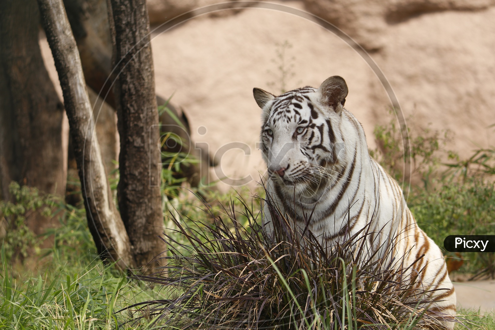 White Tiger in the zoo - Wild Animal
