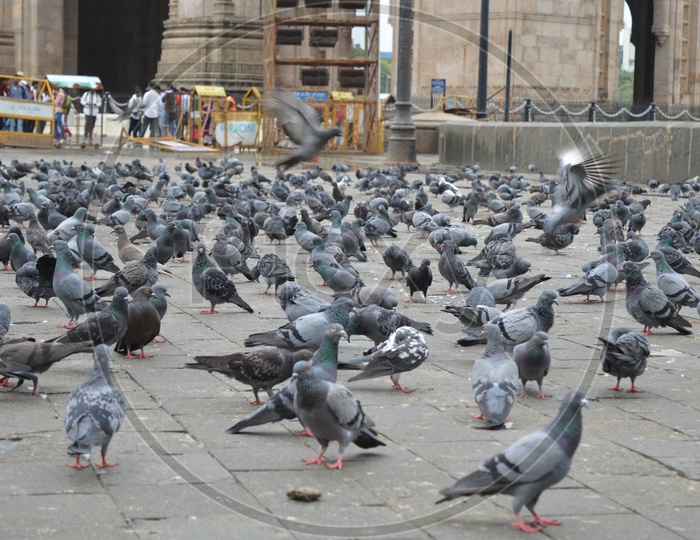 Pigeons at Gate of India