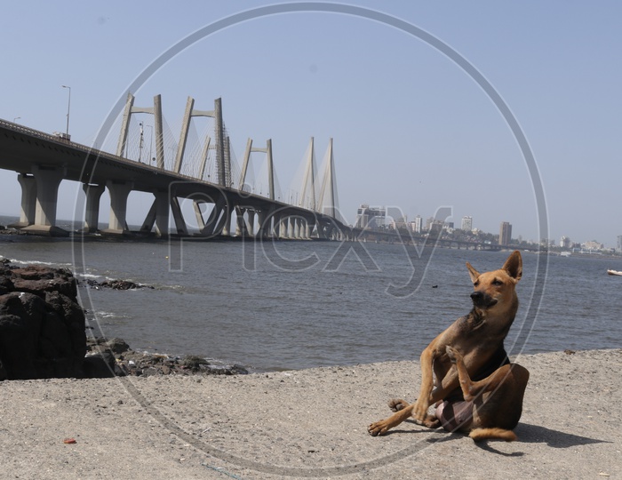 A Stray Dog Sitting on the Marine Drive , Mumbai