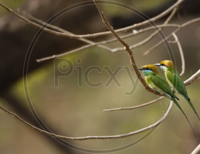 Two Little green bee eater sitting on a tree branch