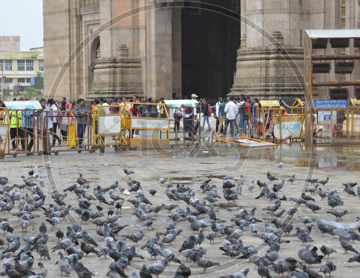 pigeons at gateway of india
