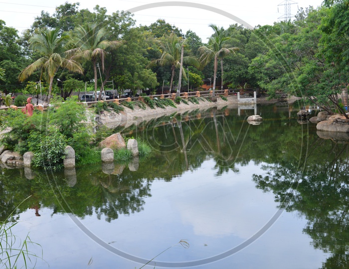 Pond water alongside the Palm Trees