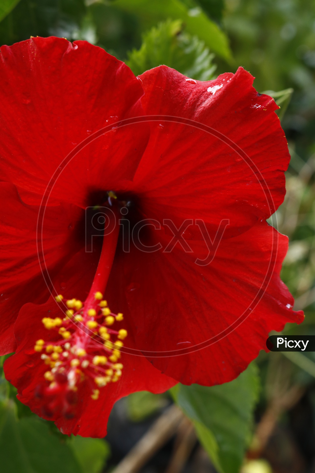 Close up of red Hibiscus flower