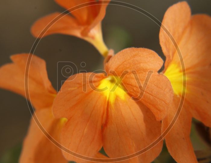 Crossandra infundibuliformis   Flower Closeup Shot
