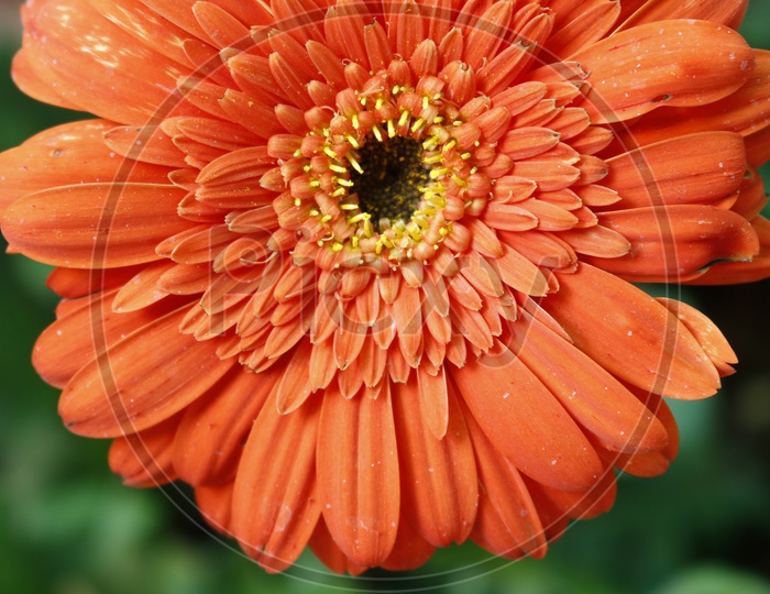 Close up of a Orange flower