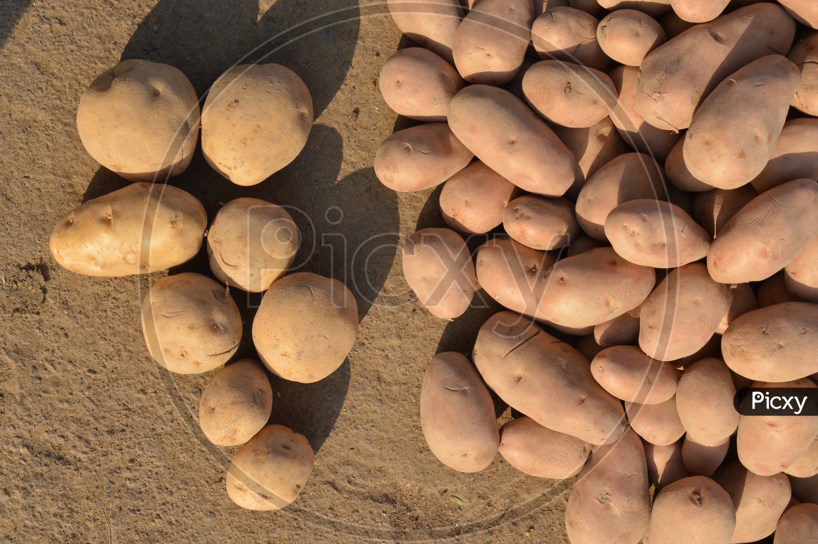 Potatoes Lying on Ground