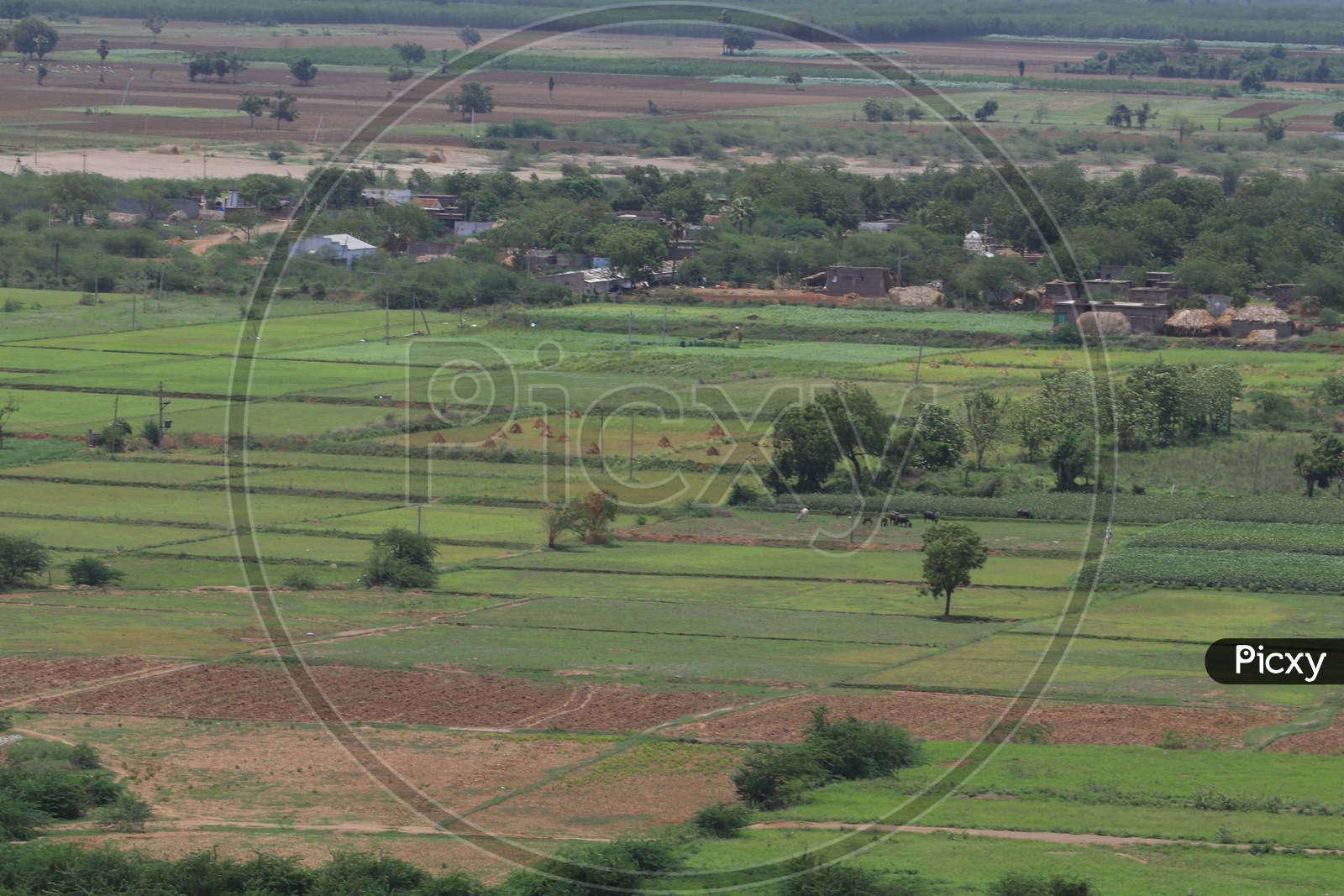 Aerial view of agriculture fields in Vijayawada