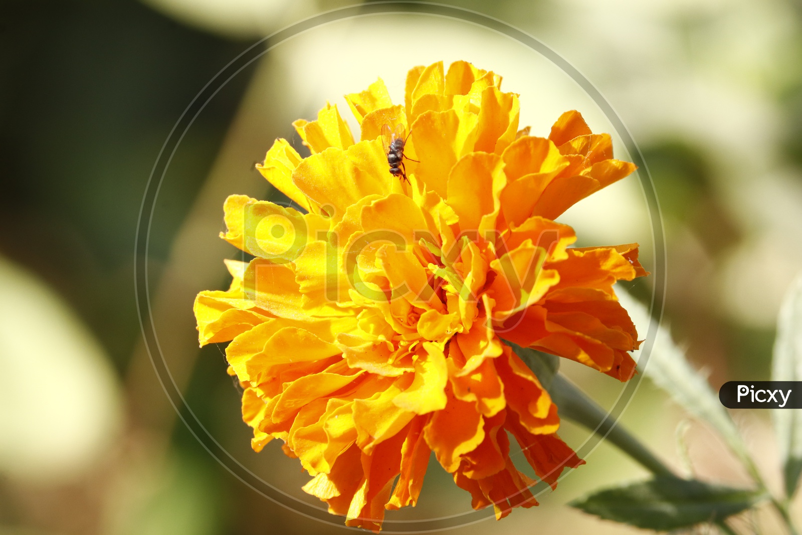 Mari Gold Flower  Closeup  Shot