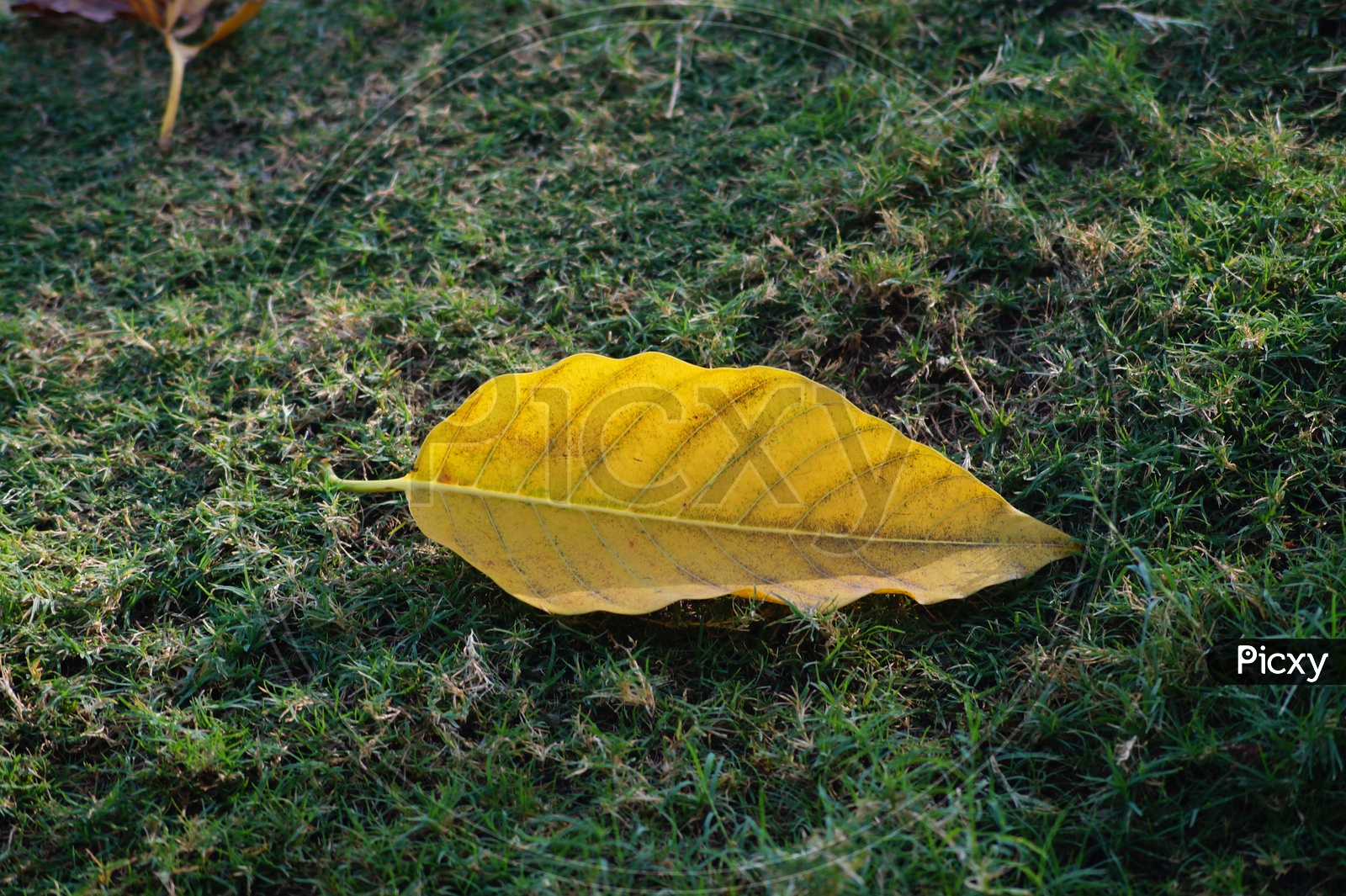 A Golden Yellow Leaf On a Lawn Grass