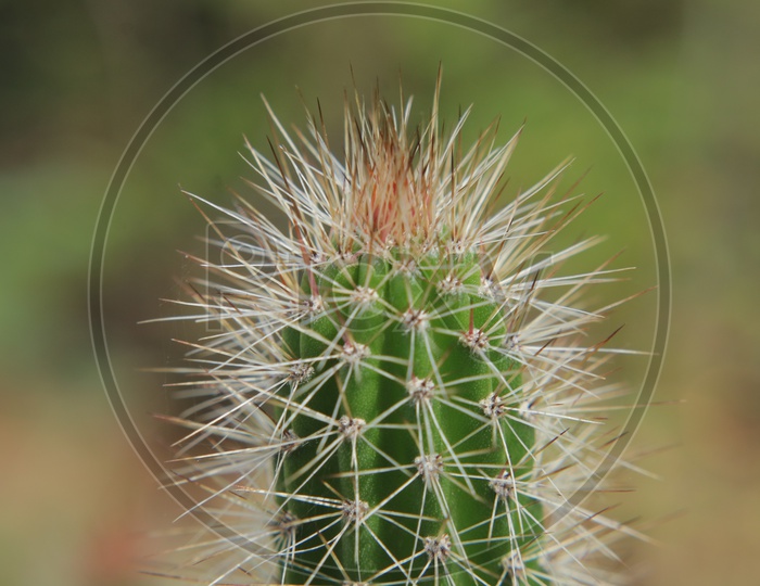 Hedgehog Cacti With Thorns Closeup Shot