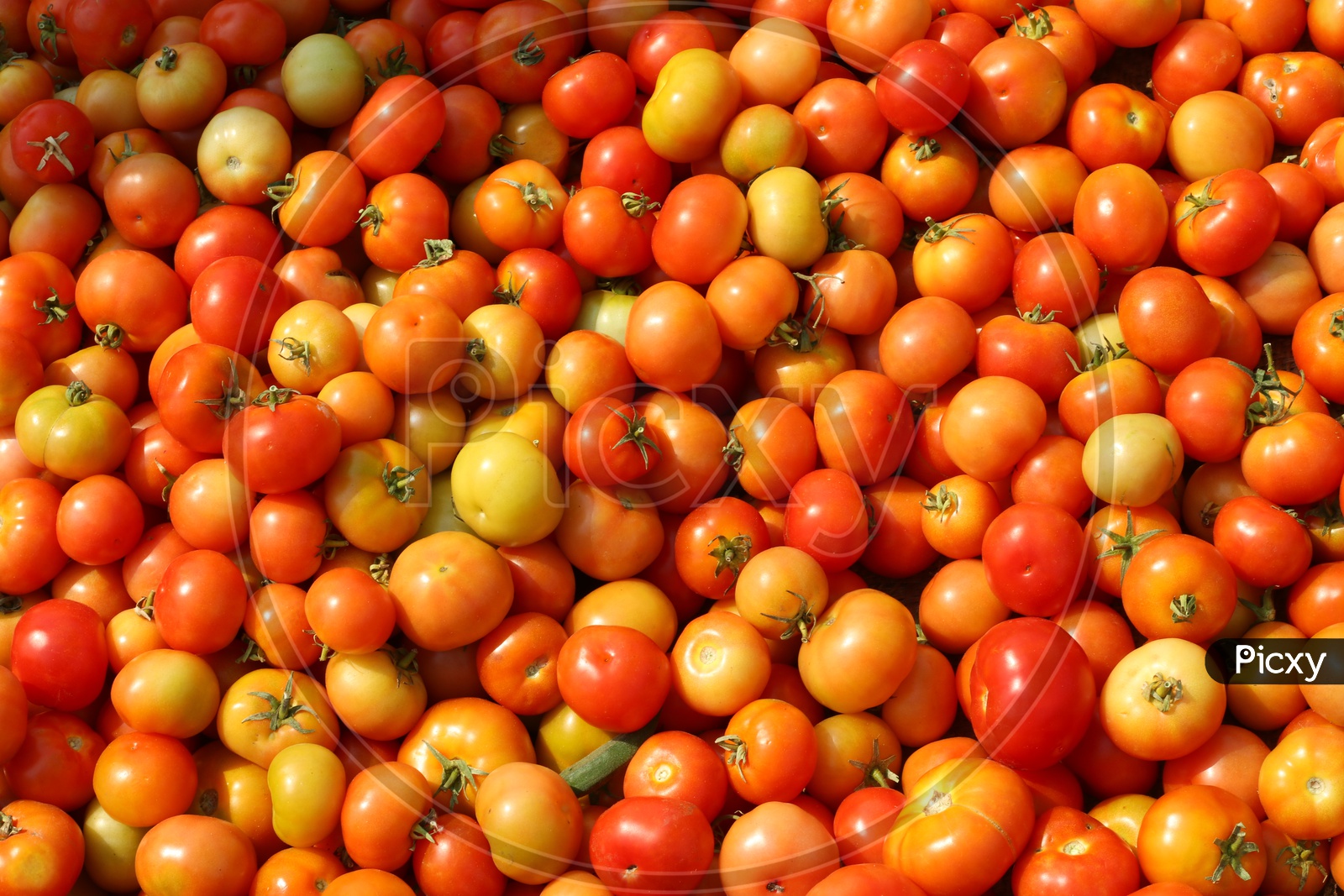 Tomatoes in a market Closeup Shot