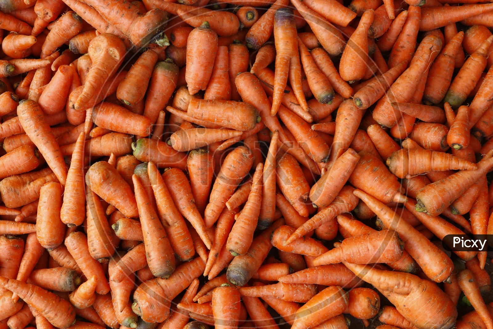 Carrots - Vegetables