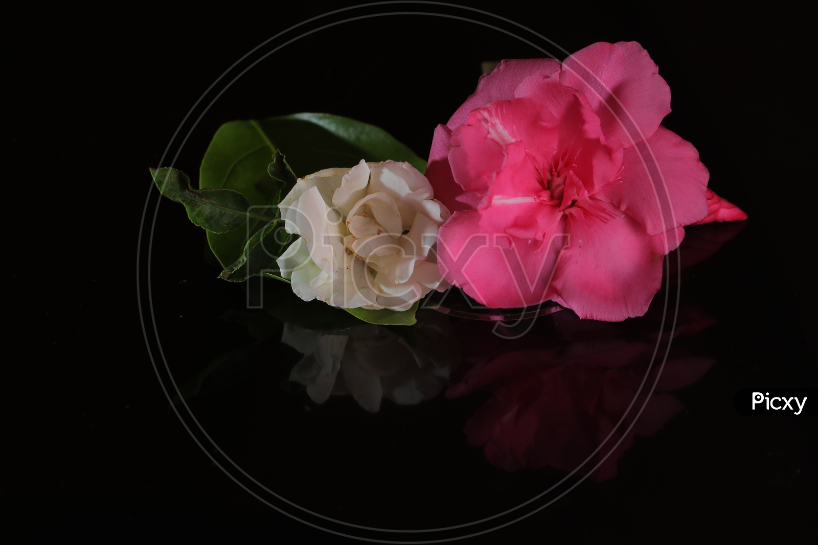 Pink and White Flowers on Black background