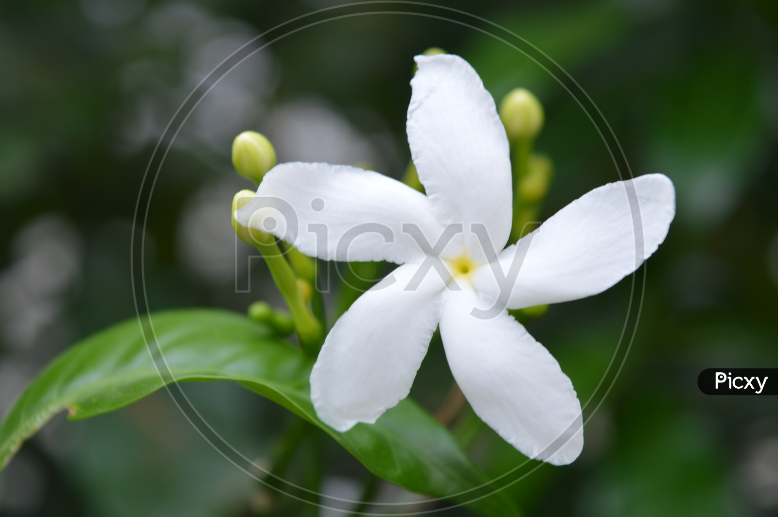 Night - Flowering Jasmine Flower On a Plant  Closeup Shot