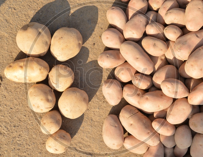 Potatoes on Ground  Closeup Shot