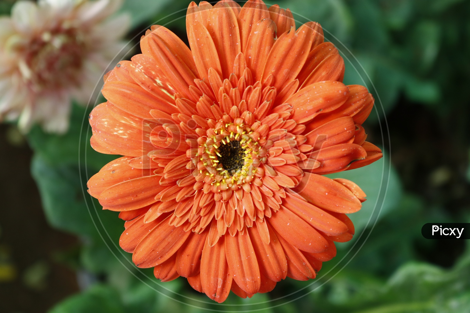 Close up of a Orange flower