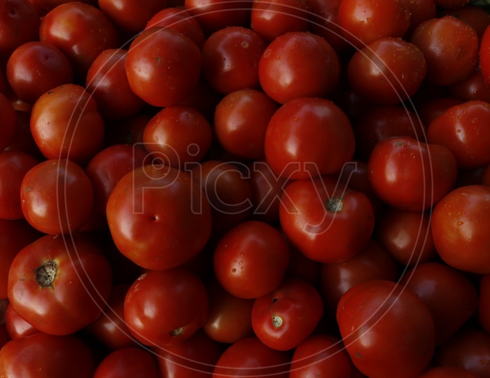 Tomatoes - Vegetable