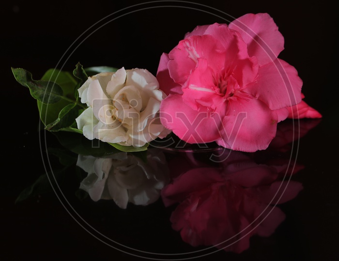 Pink and White Flowers on Black background